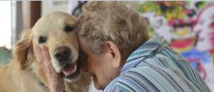 Soutenez l'AFTAA pour la création d'un pôle «famille d'accueil» au sein de l'association pour placer des chiots en famille